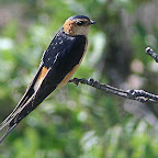 Monfrague adoriña-2.jpg
