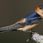 Monfrague adoriña.jpg