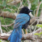 Yucatan Jay - Mexico.jpg