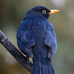 Mirlo azul 3.jpg