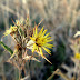 Flor de cardo.jpg