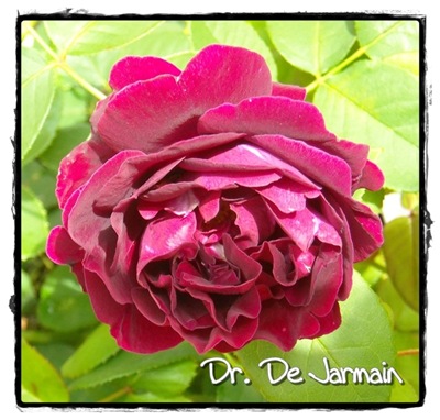 dr. De Jarmain