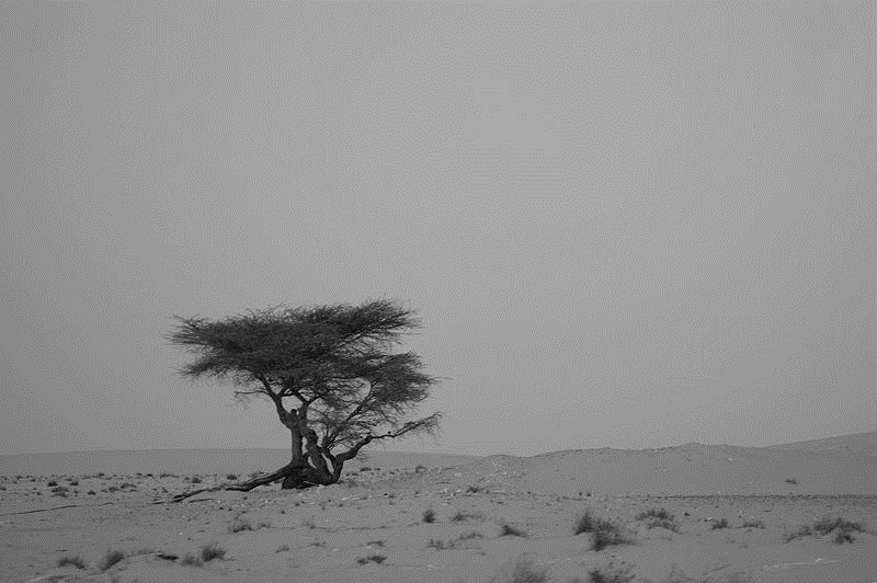 [desert Tree[3].jpg]