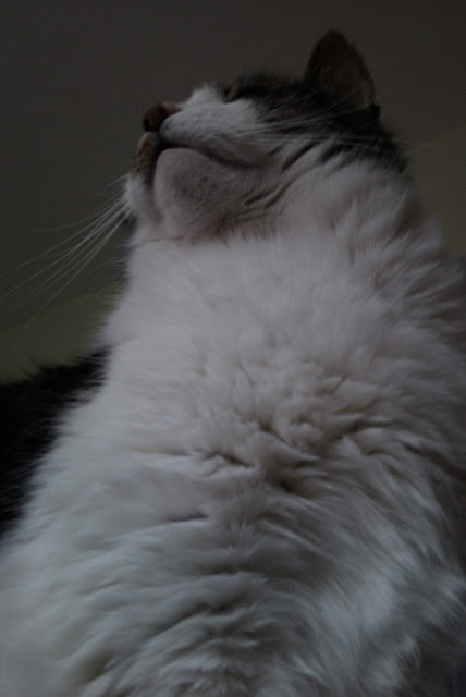 IMAG0034.jpg