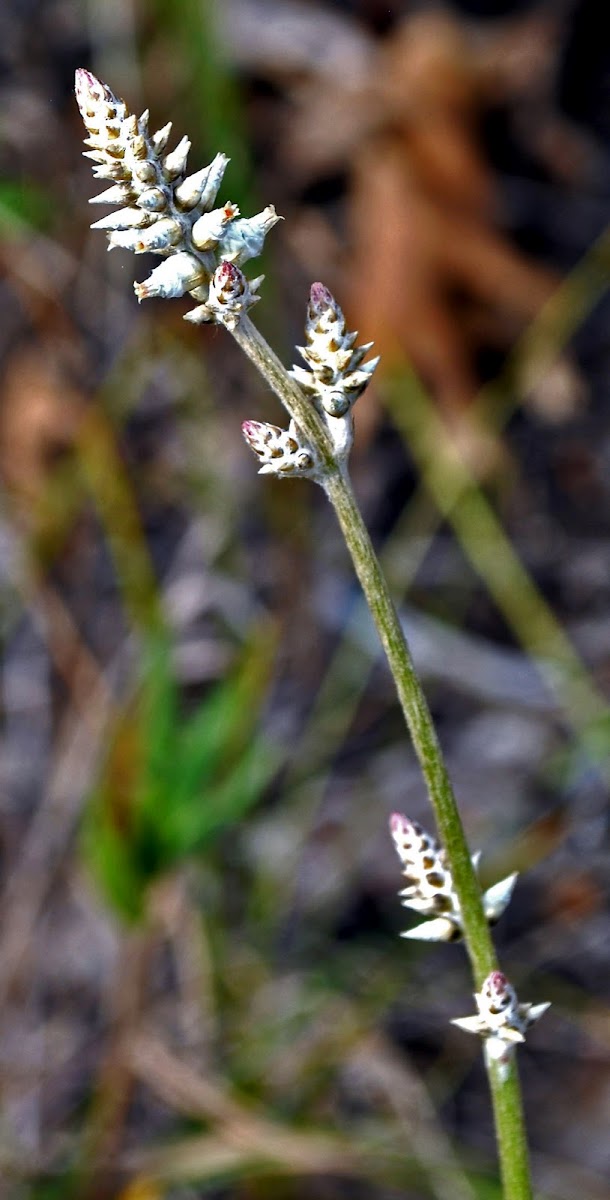 Cotton Weed