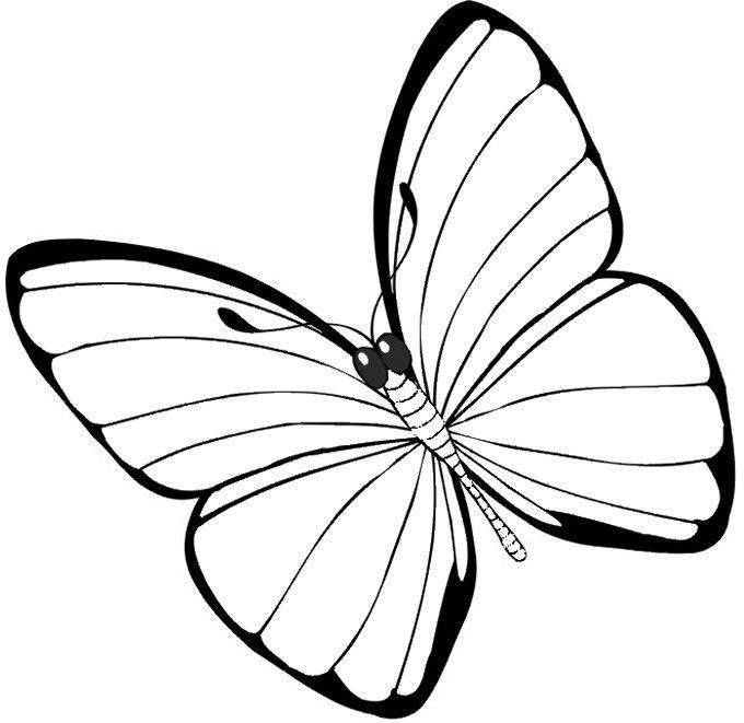 [jyc mariposas (6)[2].jpg]
