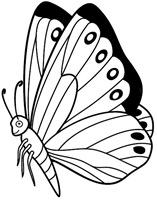 jyc mariposas (7)