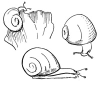 1 - snailsketch