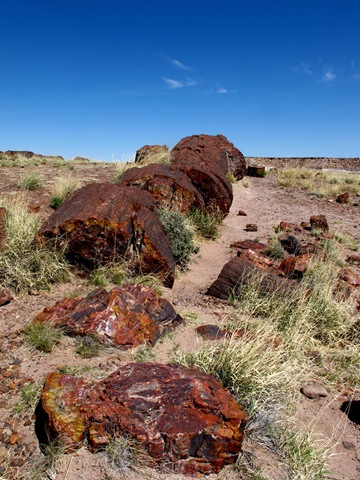 Petrified Forest National Park Giant Logs Trail (9)