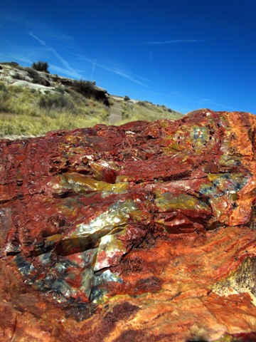 Petrified Forest National Park Giant Logs Trail (5)
