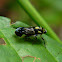 leafhopper