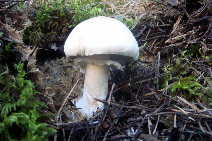 DSC03867.JPG