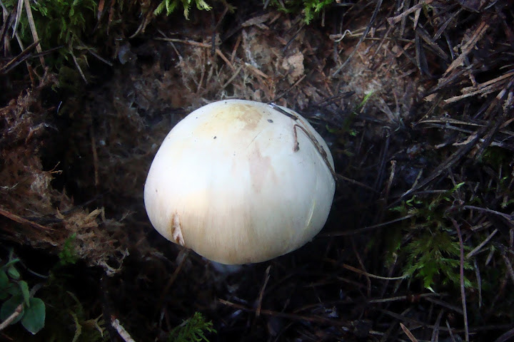 DSC03868.JPG