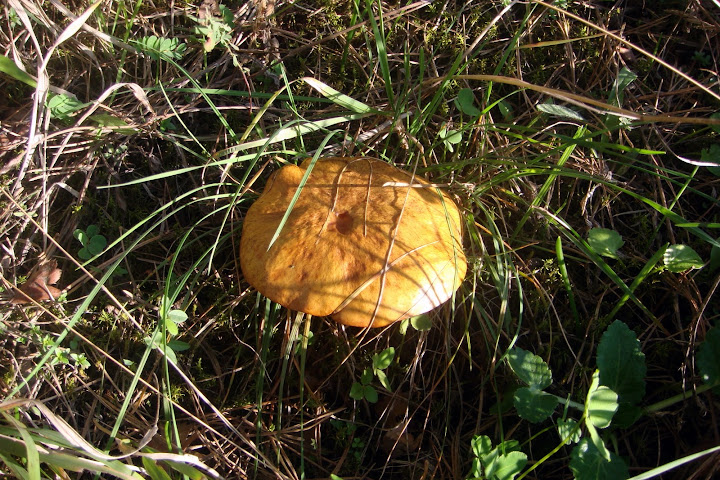 DSC03881.JPG