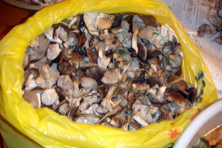 DSC03895.JPG
