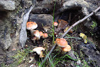 DSC03720.JPG
