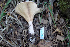 DSC03744.JPG