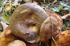 DSC03753.JPG