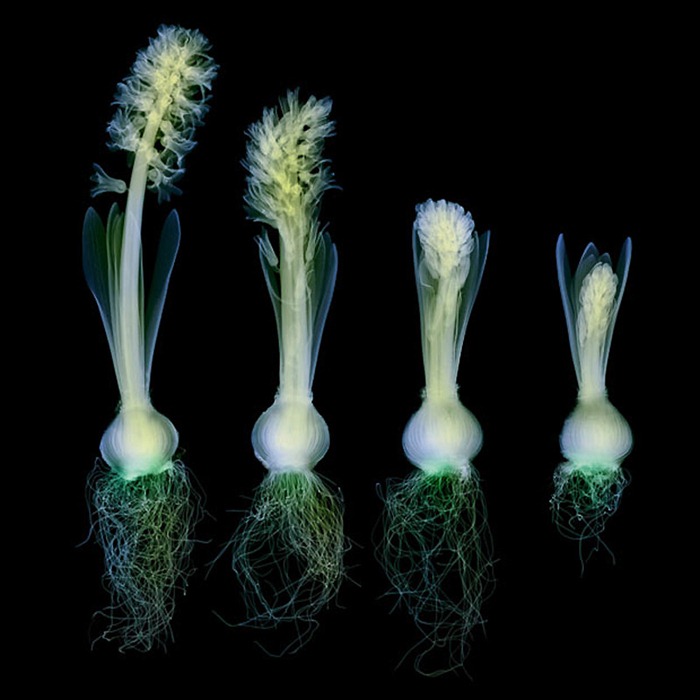 X Ray Flowers...***EXCLUSIVE***UNSPECIFED - UNDATED: Coloured X-ray of a row of hyacinth plants at various stages of development and flowering.These mesmerising shots are the fruit of years of careful experimentation by artist Hugh Turvey, using x-rays to really get under the surface of things. The technique, which came about thanks to a chance commission from a musician friend who wanted an x-ray image, has been 14 years in the making and has now been so well honed by Hugh that his work is becoming highly sought after. The flowers are the latest in a long line of subjects, including motorbikes, suitcases and stiletto-clad feet.PHOTOGRAPH BY SPL / BARCROFT MEDIA LTDUK Office, London.T +44 845 370 2233W www.barcroftmedia.comUSA Office, New York City.T +1 212 564 8159W www.barcroftusa.comIndian Office, Delhi.T +91 114 653 2118W www.barcroftindia.comAustralasian & Pacific Rim Office, Melbourne.E info@barcroftpacific.comT +613 9510 3188 or +613 9510 0688W www.barcroftpacific.com