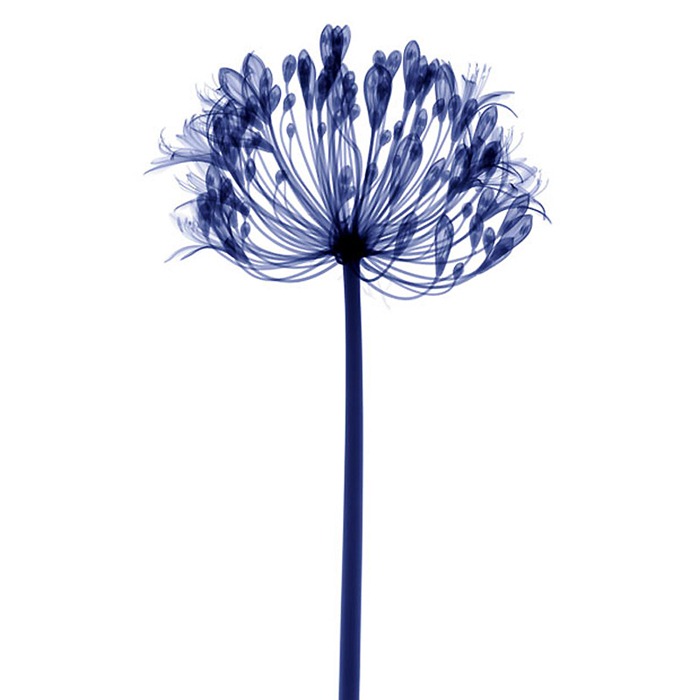 X Ray Flowers...***EXCLUSIVE***UNSPECIFED - UNDATED: Lily, coloured X-ray.These mesmerising shots are the fruit of years of careful experimentation by artist Hugh Turvey, using x-rays to really get under the surface of things. The technique, which came about thanks to a chance commission from a musician friend who wanted an x-ray image, has been 14 years in the making and has now been so well honed by Hugh that his work is becoming highly sought after. The flowers are the latest in a long line of subjects, including motorbikes, suitcases and stiletto-clad feet.PHOTOGRAPH BY SPL / BARCROFT MEDIA LTDUK Office, London.T +44 845 370 2233W www.barcroftmedia.comUSA Office, New York City.T +1 212 564 8159W www.barcroftusa.comIndian Office, Delhi.T +91 114 653 2118W www.barcroftindia.comAustralasian & Pacific Rim Office, Melbourne.E info@barcroftpacific.comT +613 9510 3188 or +613 9510 0688W www.barcroftpacific.com