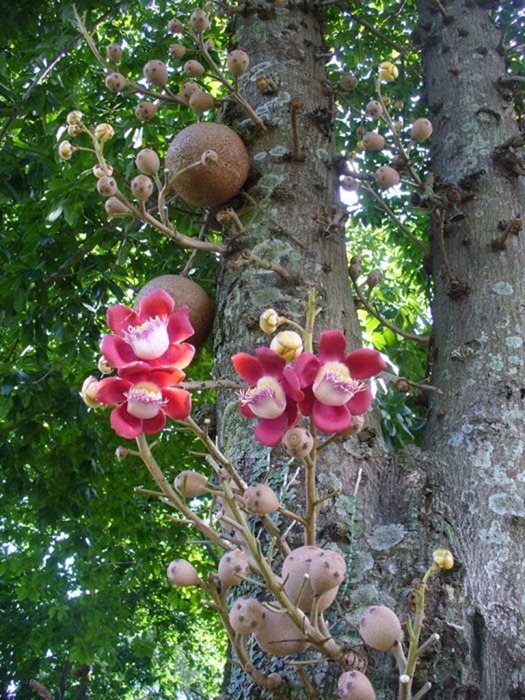 cannonball-tree (7)