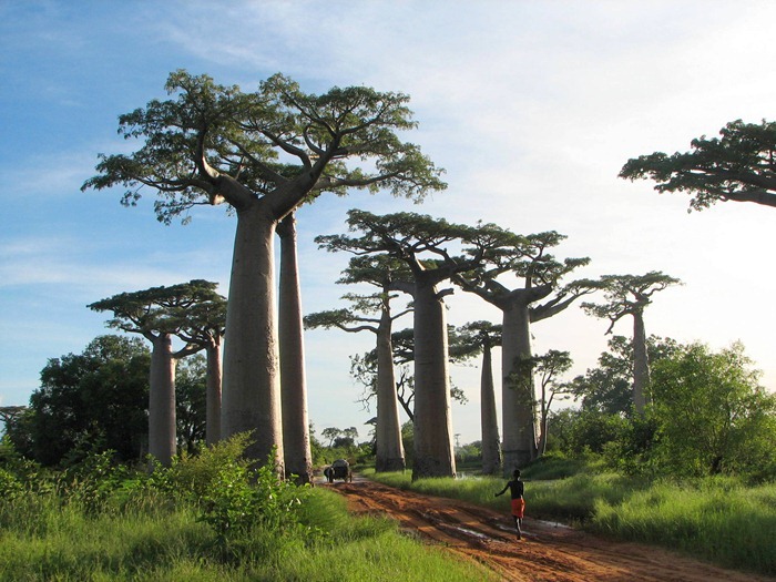 baobab (4)