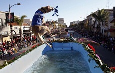 PASADENA, CALIF. - JANUARYB 1, 2010:  "Henry, one of the performing dogs on the "Havin' A Splash," Natural Balance Pet Foods float dives into the pool during the 2010 Rose Parade in Pasadena on January 1, 2010.  (Gary Friedman