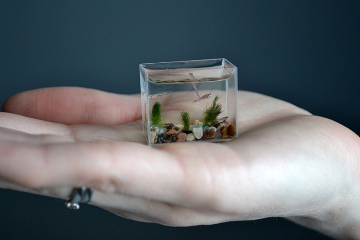 smallest-aquarium6