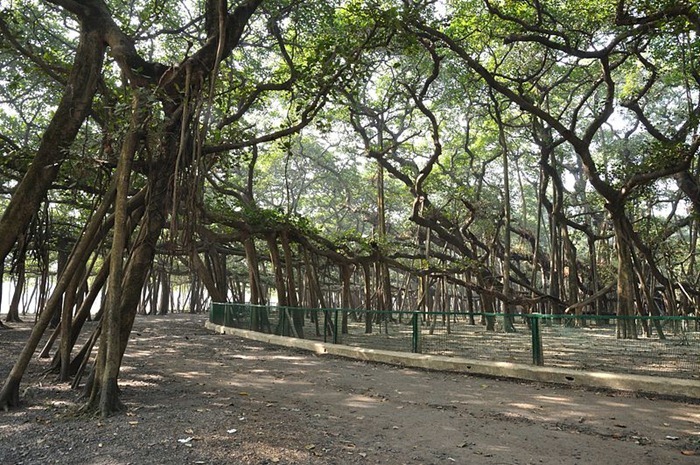 great-banyan-tree5