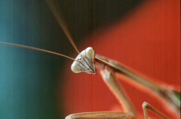 [mantis face[2].jpg]