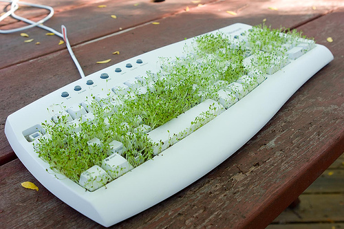 grass-lawn-on-keyboard