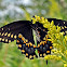 Black Swallowtail