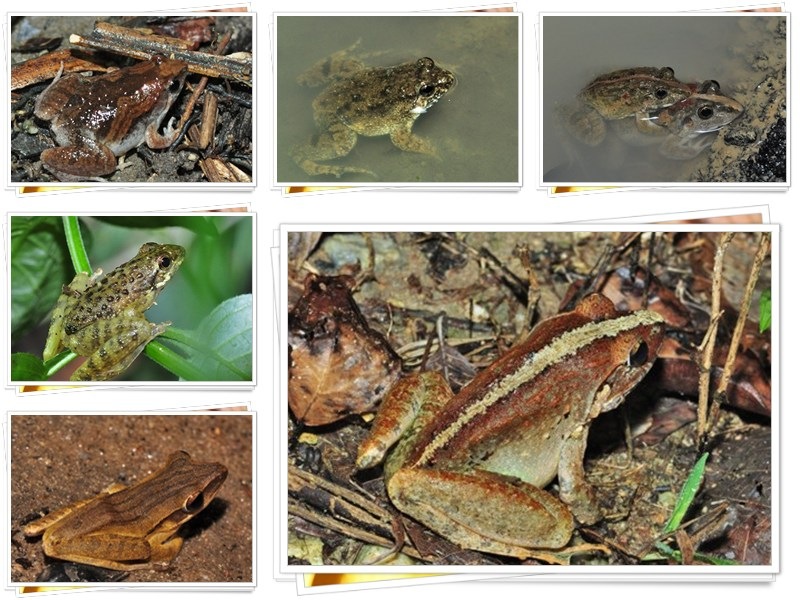 [Frogs4.jpg]