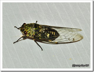 Cicada-Th_SoppongRiverInn_20090903_5191-640