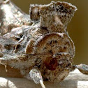 Tobacco looper moth