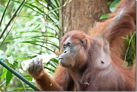 Semengoh Orangutan Rehabilitation Center 42