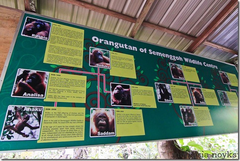 Semengoh Orangutan Rehabilitation Center 14