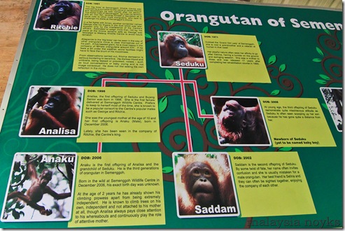Semengoh Orangutan Rehabilitation Center 21