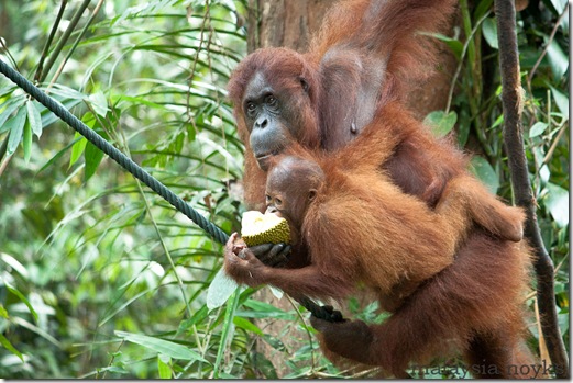 Semengoh Orangutan Rehabilitation Center 36