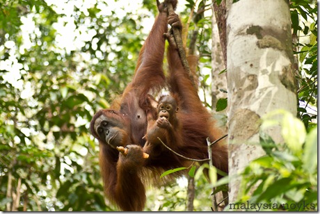 Semengoh Orangutan Rehabilitation Center 6