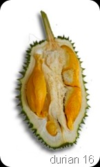 durian7