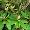 Pink plumeria tree