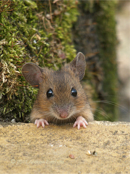 Wood mouse andrew