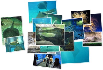 KAIYUKAN-Aquarium Osaka anzeigen