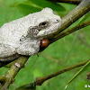 Cope's gray tree frog