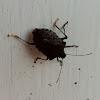 Stink bug