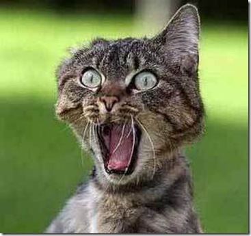 gato-asustado-video_thumb%5B2%5D.jpg