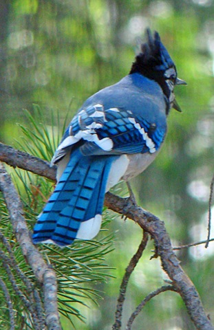 [2009-08-27-10-12-14_BlueJay[3].jpg]