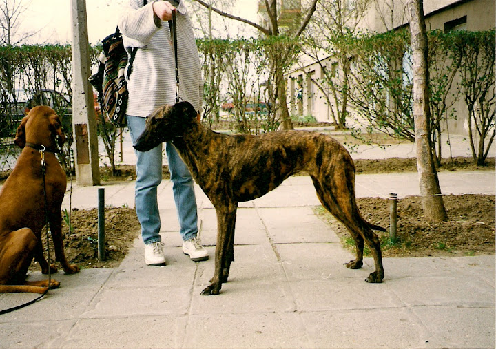 Sarkady-S%C3%A1rk%C3%A1ny%20B%C3%ADbor.jpg