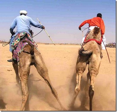 Camel-racing-2